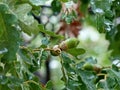 Raindrops on leaves and acorns. Fluffy oak lat. Quercus pubescens reaches a height of 18 meters. Background blur