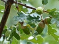 Raindrops on leaves and acorns. Fluffy oak lat. Quercus pubescens reaches a height of 18 meters. Background blur