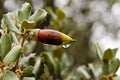 Raindrops on leaves of acorns plants Royalty Free Stock Photo