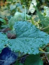 Raindrops on leaves in backyard garden