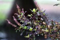 Raindrops on the leaves of Dark Opal Basil