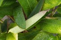 Raindrops on leaves