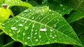 Closeup of raindrops on the leaves of Poinsettia plant background. Raindrops on leaves wallpaper.