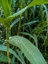 Raindrops on leaves of reeds. Reed beds, green background. Vertical photo. Royalty Free Stock Photo