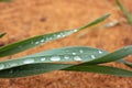 Raindrops on the leaves on the river sand background. Green grass after the rain. Top view. Selective focus. Royalty Free Stock Photo