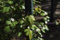 Raindrops on the leaves of the rose-bush