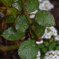 Raindrops on Rose Leaves in Garden