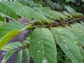 raindrops on the leaves of the sugar apple tree Royalty Free Stock Photo