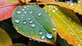 Raindrops on leaves under a rainbow