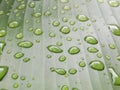 Raindrops on leaves. Water droplets on banana leaf. Royalty Free Stock Photo