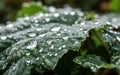 Raindrops on the leaves. Water drops on leaf. Royalty Free Stock Photo