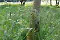 Raindrops lie on blades of grass and shine in the sun Royalty Free Stock Photo