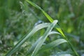 Raindrops lie on blades of grass and shine in the sun Royalty Free Stock Photo