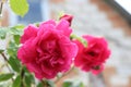 Raindrops lie on delicate pink rose petals in the summer garden Royalty Free Stock Photo