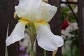 Raindrops lie on delicate yellow iris petals in the summer garden Royalty Free Stock Photo