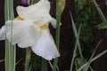 Raindrops lie on delicate yellow iris petals in the summer garden Royalty Free Stock Photo