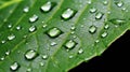 raindrops lines leaf Royalty Free Stock Photo