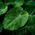 Raindrops linger on fresh green leaves, close up natures elegance Royalty Free Stock Photo