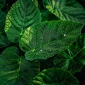 Raindrops linger on fresh green leaves, close up natures elegance Royalty Free Stock Photo