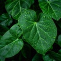Raindrops linger on fresh green leaves, close up natures elegance Royalty Free Stock Photo