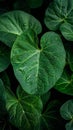 Raindrops linger on fresh green leaves, close up natures elegance Royalty Free Stock Photo