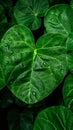 Raindrops linger on fresh green leaves, close up natures elegance Royalty Free Stock Photo