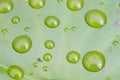 Raindrops and little fly on green lotus leaf Royalty Free Stock Photo