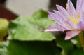 Raindrops on lotus petal on water in rainy day Royalty Free Stock Photo