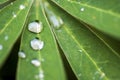 Raindrops on Lupine flower leaves... Royalty Free Stock Photo