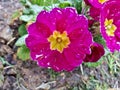 Raindrops on Magenta Primrose Flower