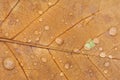 Raindrops on Maple Leaf Royalty Free Stock Photo