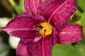 Raindrops on a maroon lily flower in Newbury, New Hampshire Royalty Free Stock Photo