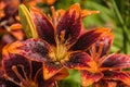 Raindrops on a lily flower Royalty Free Stock Photo