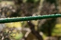 Raindrops at a metal fence close up