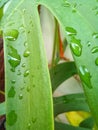 raindrops on monstera flower leaves Royalty Free Stock Photo