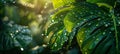 Raindrops on monstera leaves nature s prism reflecting dawn s beauty in a tropical tableau Royalty Free Stock Photo