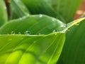 Raindrops in the morning on hosta plant
