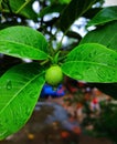 Raindrops in Neolamarckia cadamba  flower leaf Royalty Free Stock Photo