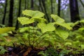 raindrops on new leaves in recovering woodland