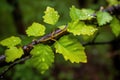 raindrops on new leaves in recovering woodland