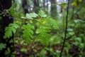 raindrops on new leaves in recovering woodland