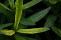 Raindrops on oleander leave after rain. Water drops on fresh green leaves. Natural blurred the background. Royalty Free Stock Photo