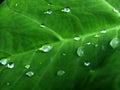 Raindrops over a green leaf Royalty Free Stock Photo