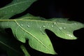 Raindrops on a papaya leaf in dark environment Royalty Free Stock Photo