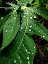 Raindrops on Papaya leaf