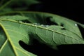 raindrops on a papaya leaf showing the branching bones Royalty Free Stock Photo