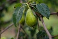 Raindrops on pears
