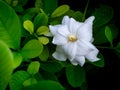 Raindrops Perched on The White Gardenia Flower Royalty Free Stock Photo