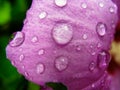 Raindrops on a petal Royalty Free Stock Photo