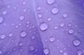 Raindrops on a petal Royalty Free Stock Photo